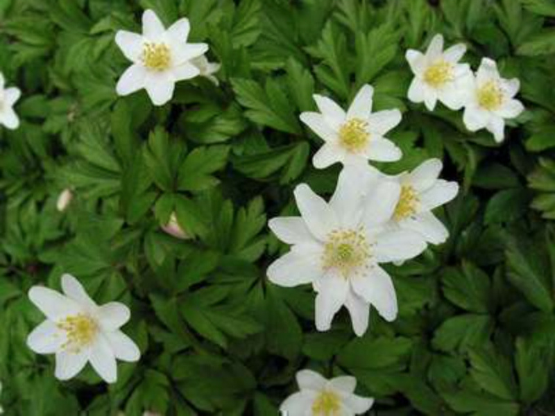 Brandless 100 x Anemone nemorosa - Blumenzwiebeln - Zwiebeln