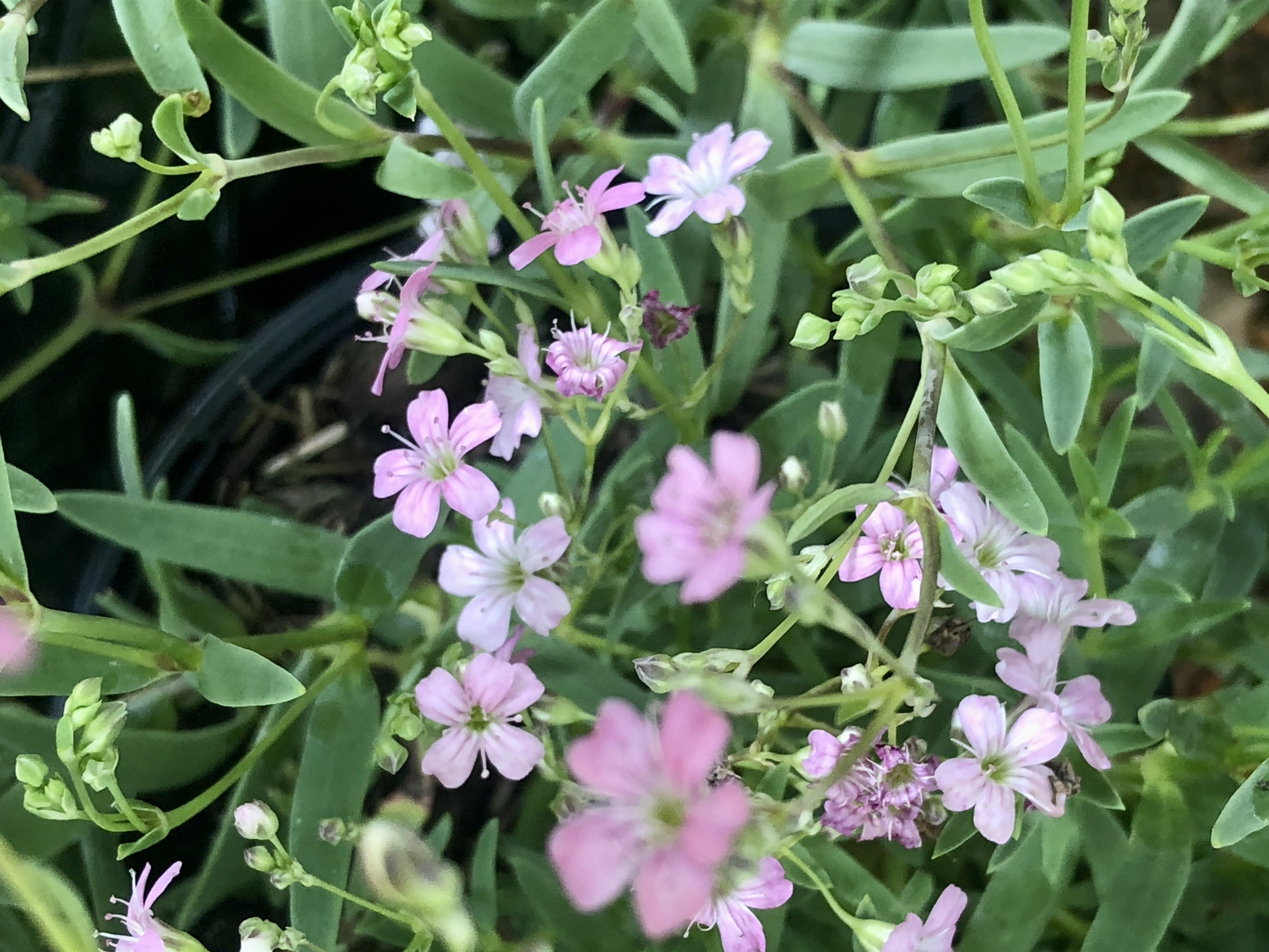 GRDplanten 6 x Gypsophila repens ‘Rosea’ – Schleierkraut - Topf 9x9 cm