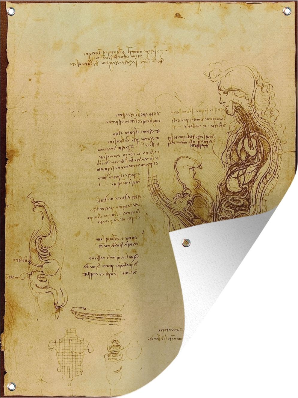 MuchoWow® 60x80 cm Outdoor-Poster Gartendeko Sichtschutz Garten Poster für den Garten Die menschliche Fortpflanzung - Leonardo da Vinci 133|38378998