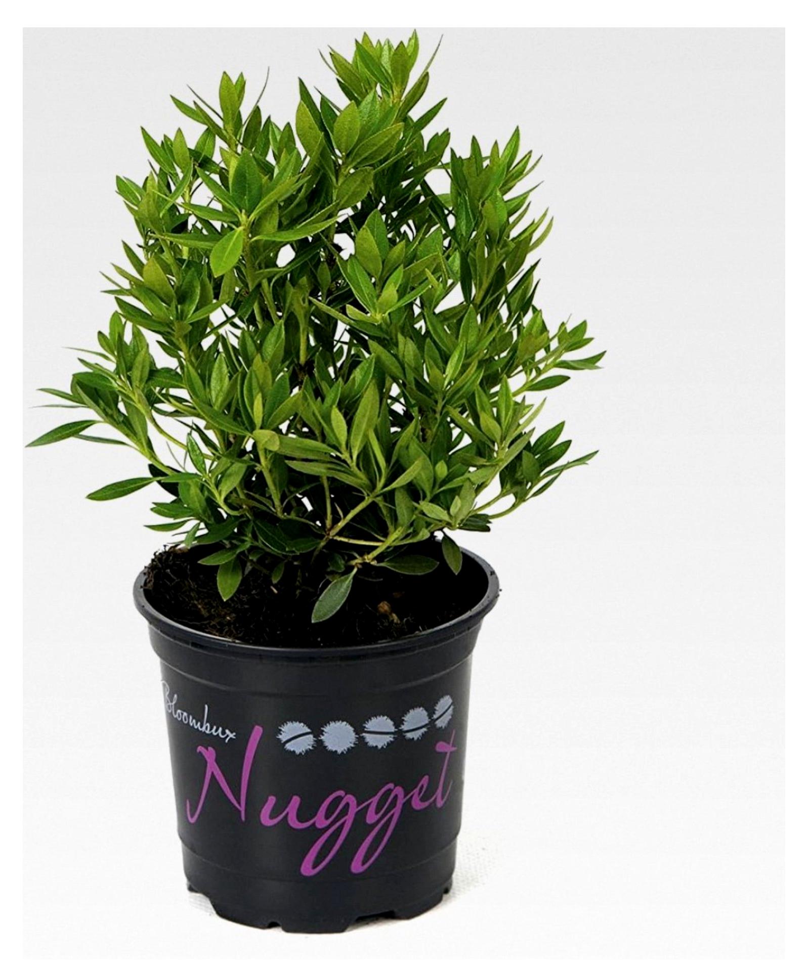 Markenlos Nugget von Bloombux® – Blüte & Form von INKARHO® 15-20 cm