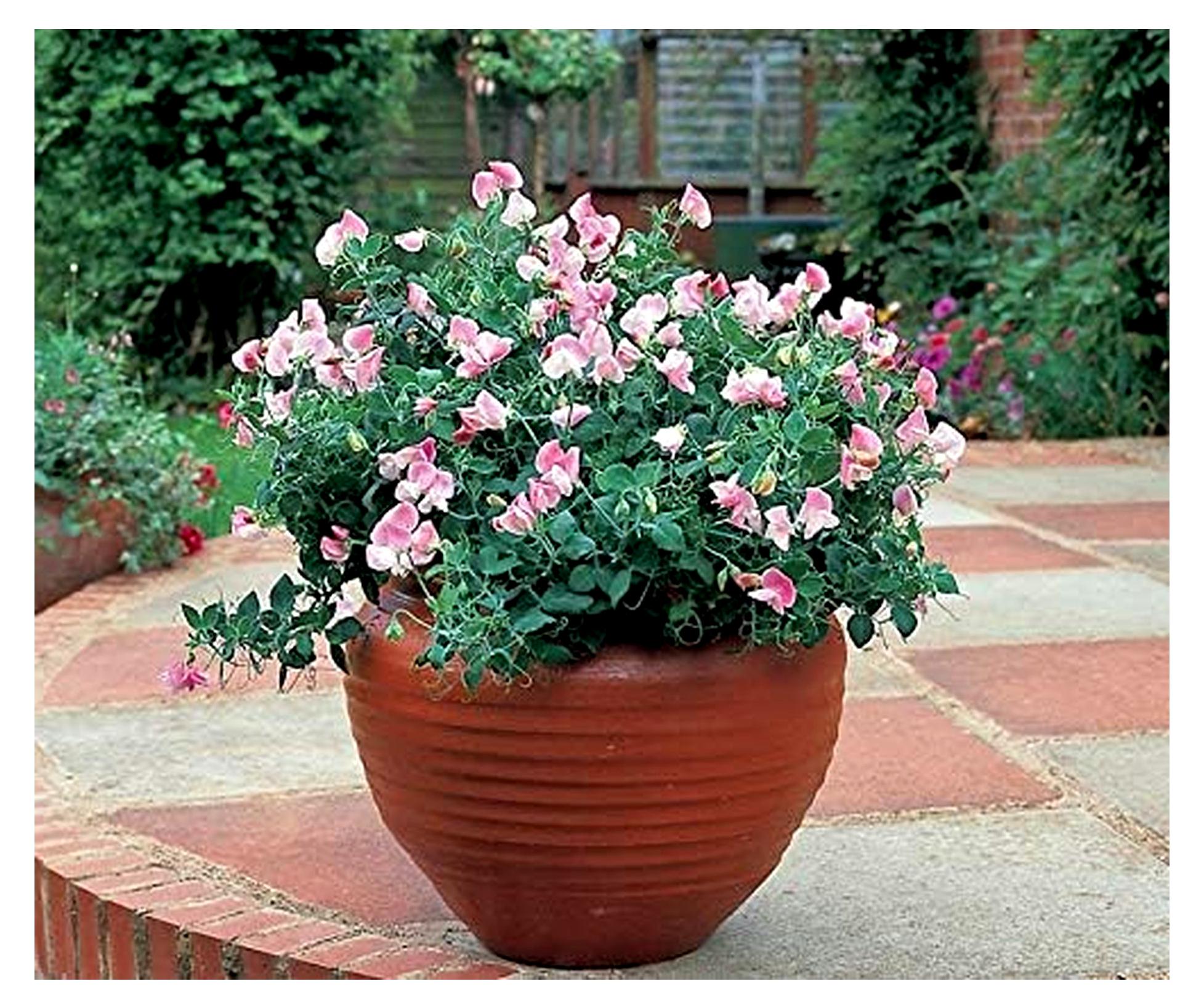 Markenlos Zwergwicke Lathyrus odoratus Pflanzensamen, Cupid Pink, duftend, fortlaufend blühend, 30x30cm Pflanzabstand