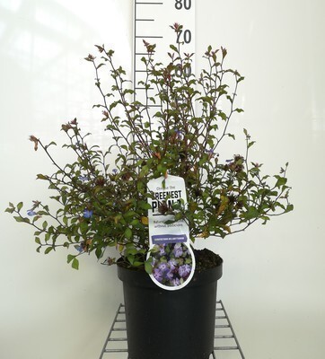 GRDplanten 6 x Ceratostigma willmottianum - Hornblume - Topf 9 x 9 cm