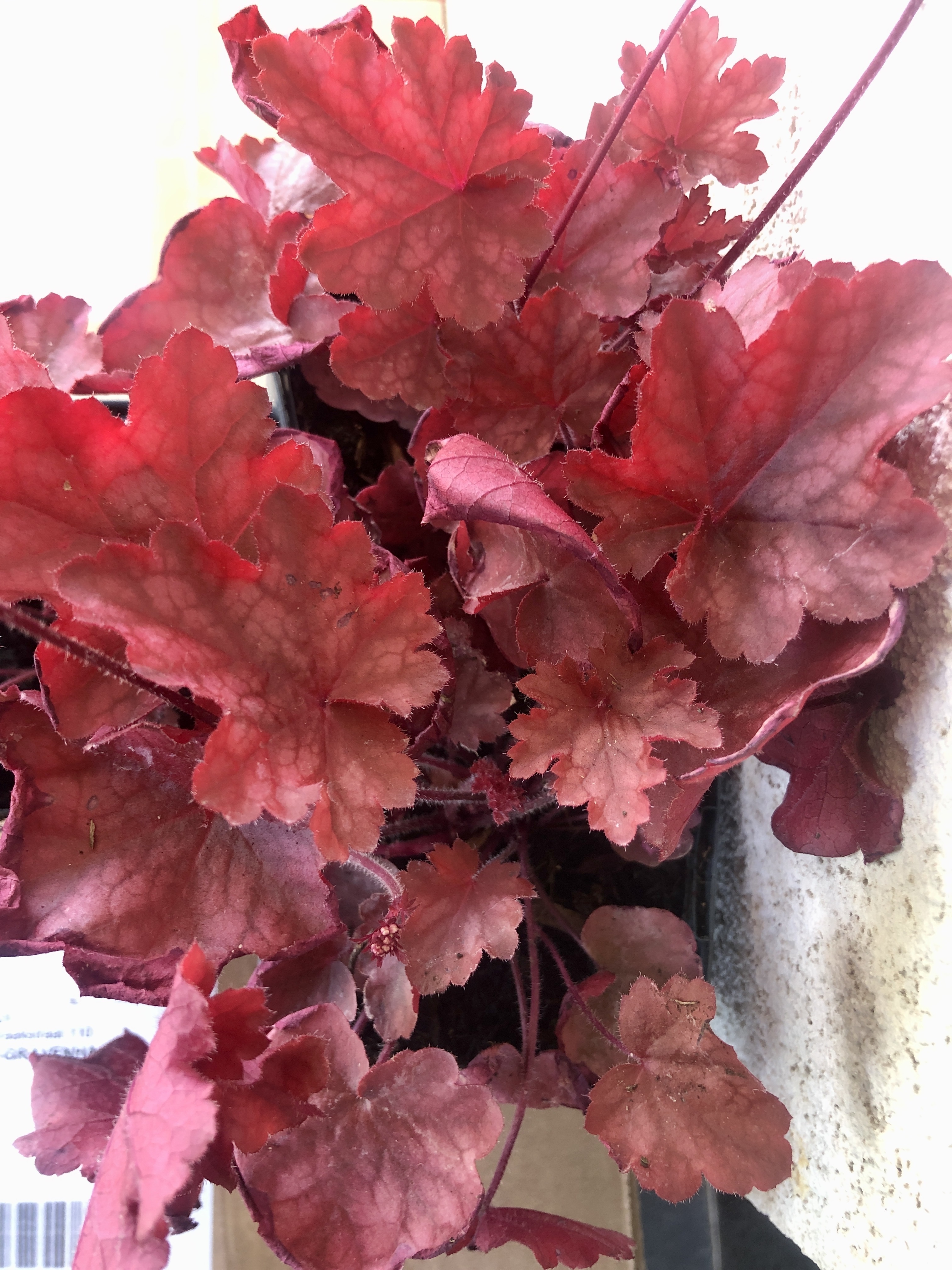 GRDplanten 6 x Heuchera 'fire chief® - Purpurglöckchen - Topf 9x9 cm