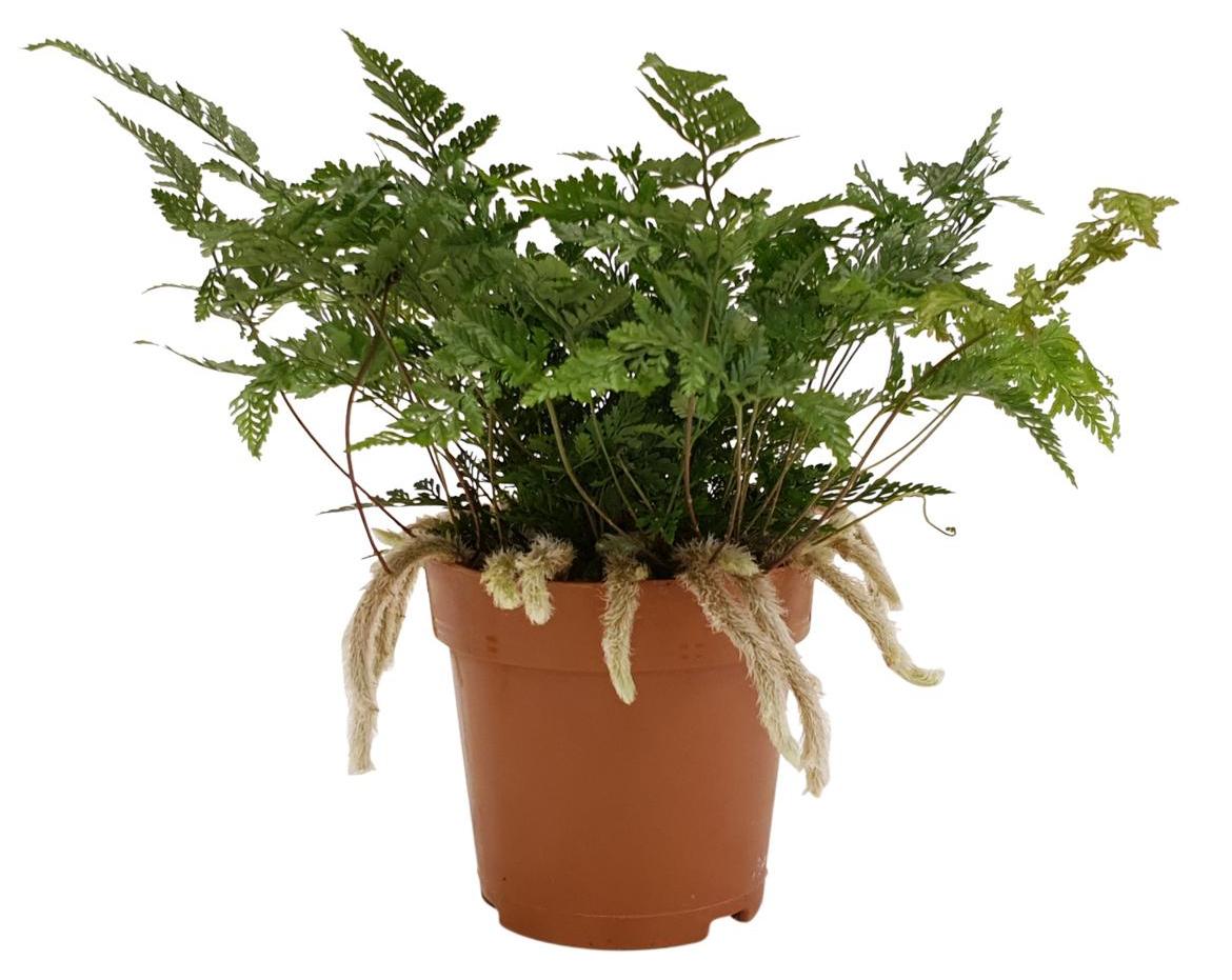Blumen-Senf Humata tyermannii ca. 35 cm - Tarantel-Farn - Vogelspinnen-Farn - Spinnenfarn