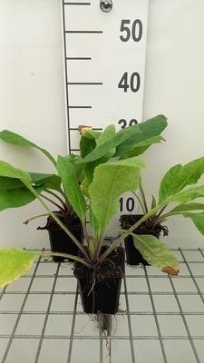 GRDplanten 6 x Pulmonaria rubra - Braunelle - Topf 9 x 9 cm