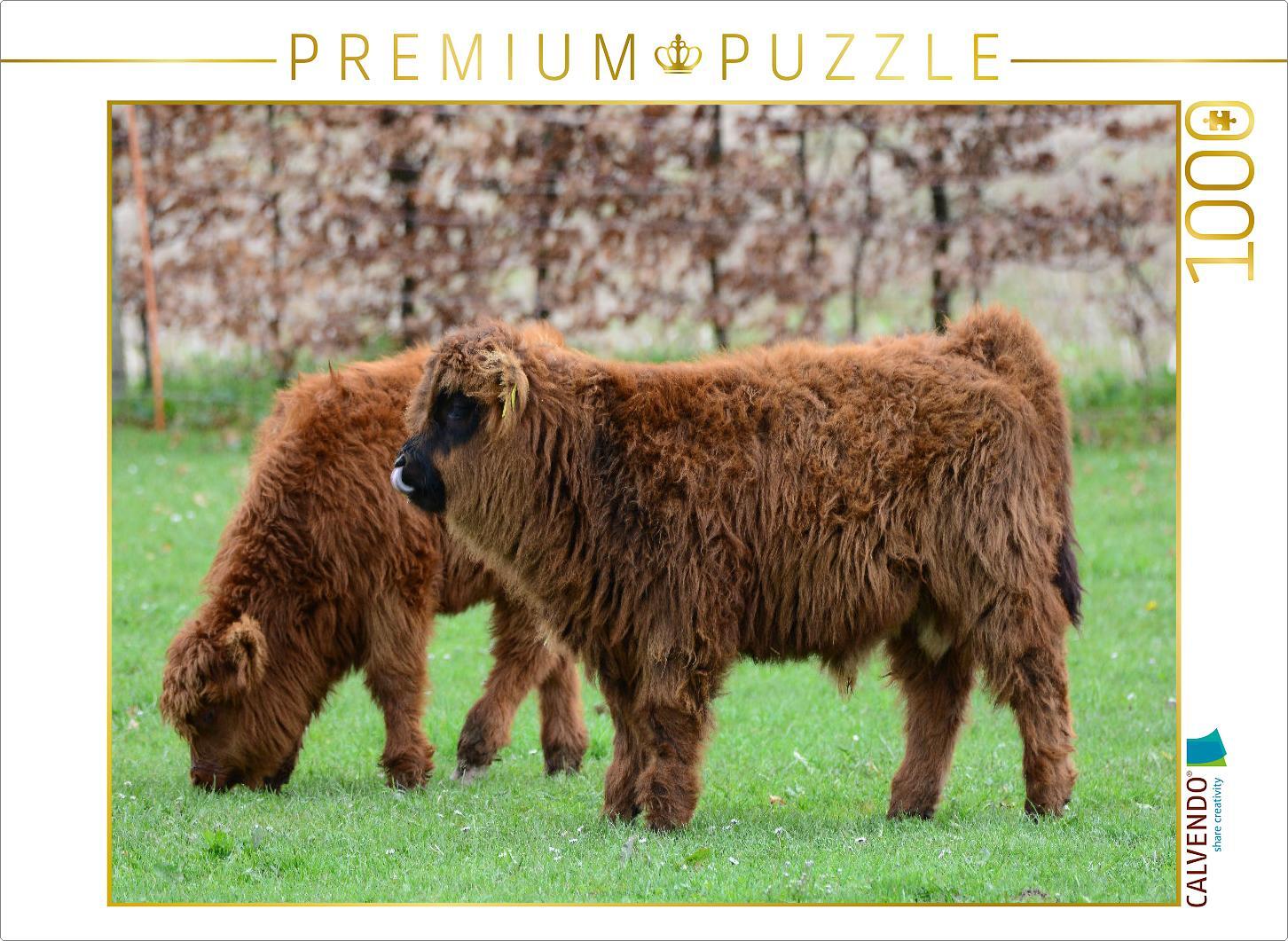 CALVENDO Puzzle Der Nachwuchs bei den gällischen Rindern zieht jede Wiese einem Stall vor. | 1000 Teile Lege-Größe 64x48cm Foto-Puzzle für glückliche Stunden