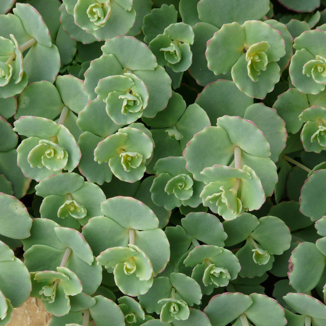 Arborix, grüner und billiger 6 x Siebolds Fettblatt - Sedum sieboldii | Topf 9cm x 9cm SESIEBOL-113