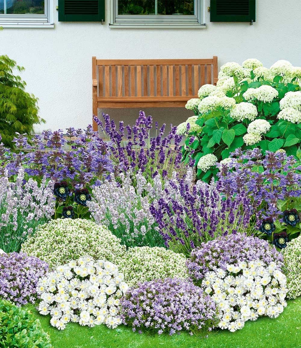 Baldur-Garten BALDUR Garten 38er Set Bienenfreundliches Staudenbeet, Pflanzen im 9x9 cm-Topf, super insektenfreundlich, wunderschön stimmiges Set, Blütenpracht von Frühling bis Herbst, Lila und Weiß