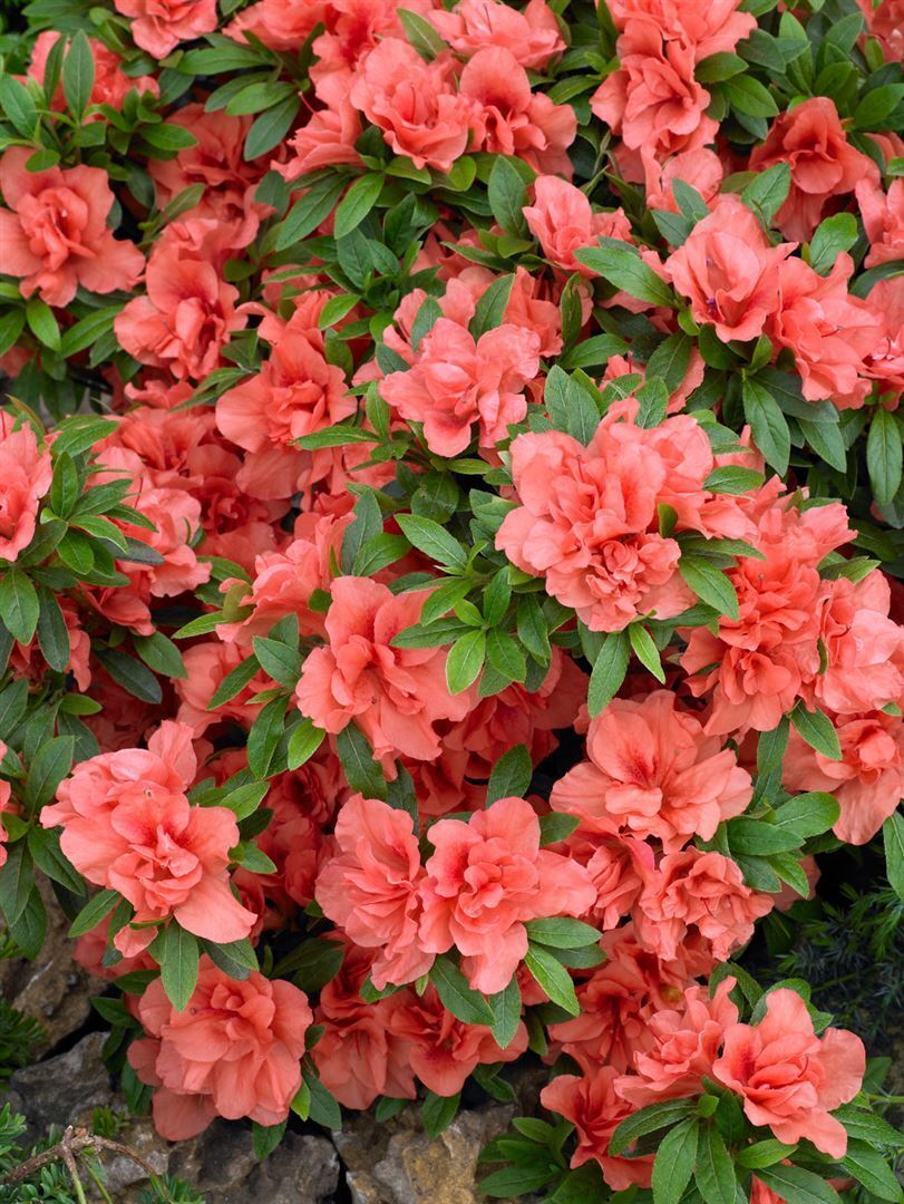 Pflanzen-für-dich.de Rhododendron obtusum 'Cherie', Azalee, rosa Blüten, 20–25 cm