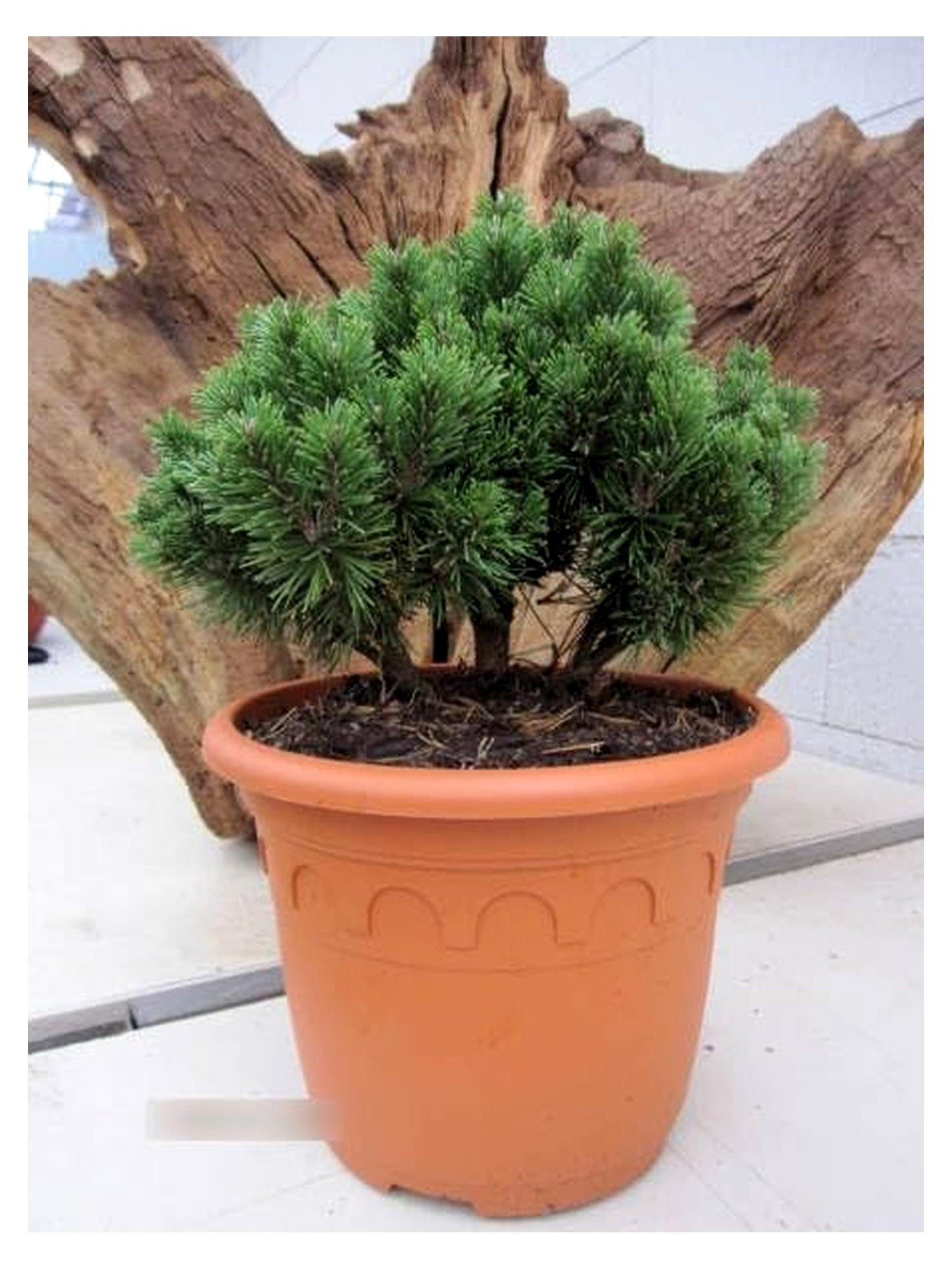 Markenlos Bergkiefer Allgäu - Pinus mugo Allgäu - 20-25cm