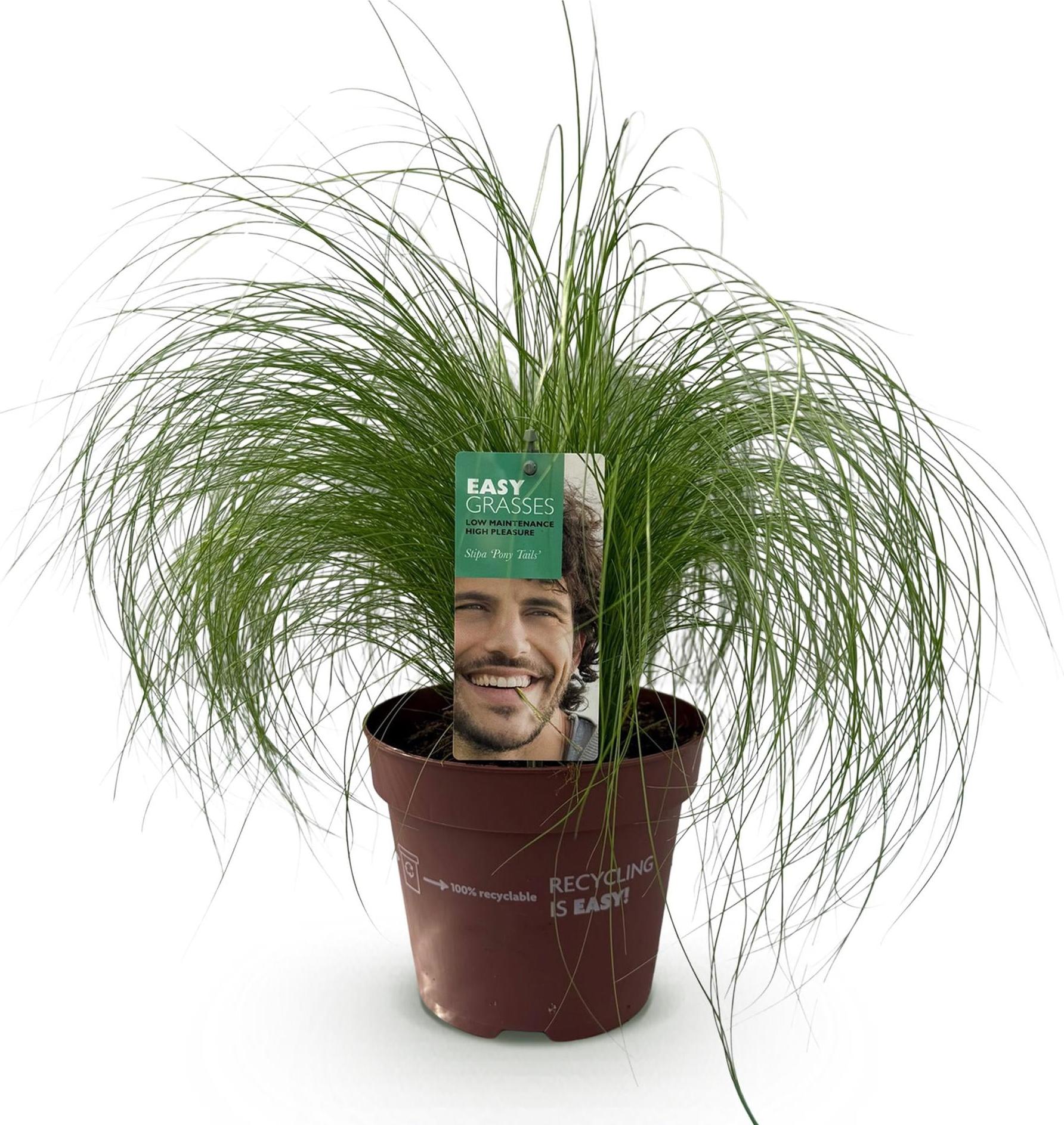 Oasis of Life Ziergras Federgras Stipa tenuifolia Pony Tails – Immergrün & winterhart – Höhe ca. 50cm – 17cm – Luftiges Ziergras für Beet & Kübel