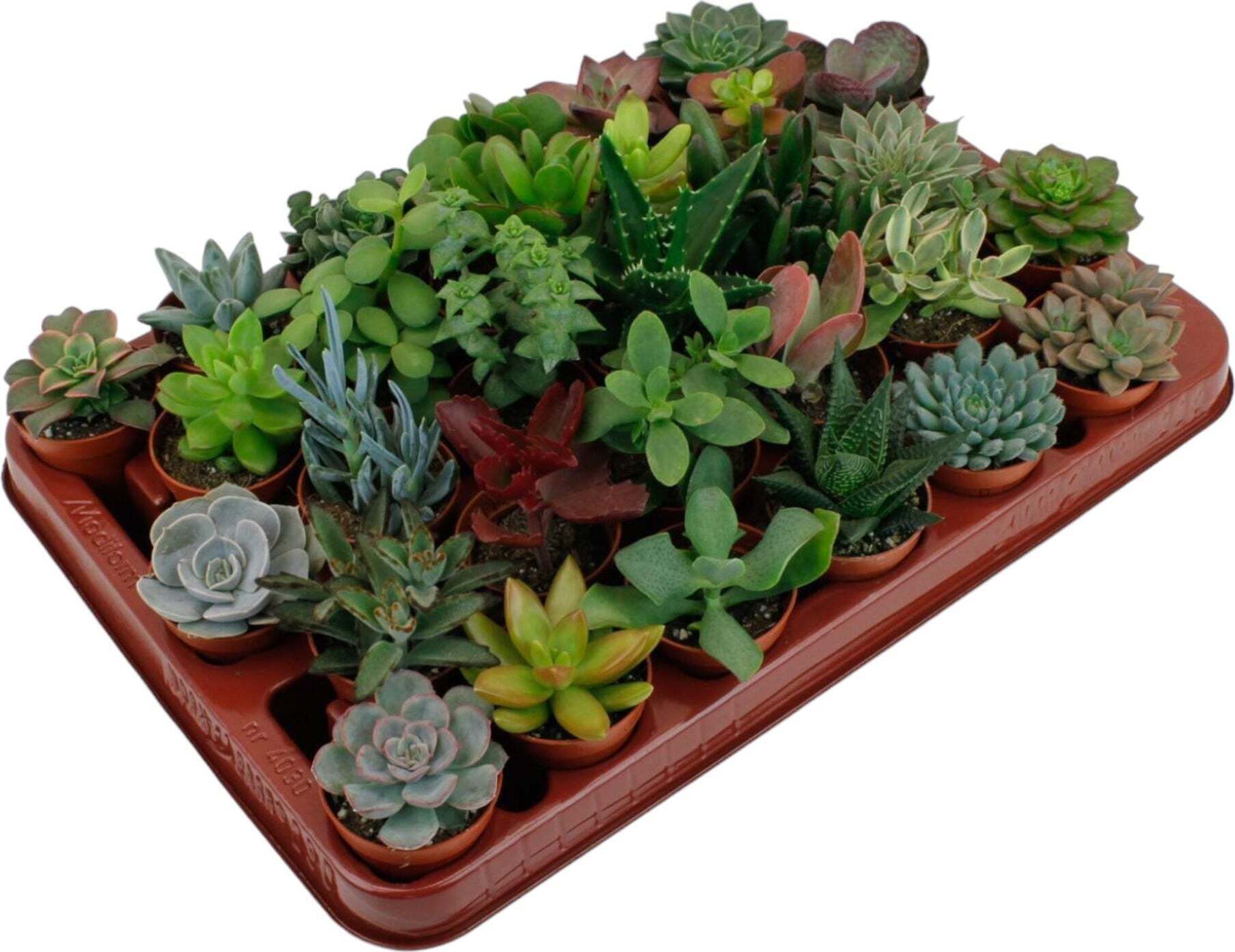 Sukkulenten Mix 3 Stück – Topf 10 Cm, Höhe 15-20 Cm – Pflegeleichte Zimmerpflanzen, Für Drinnen &
