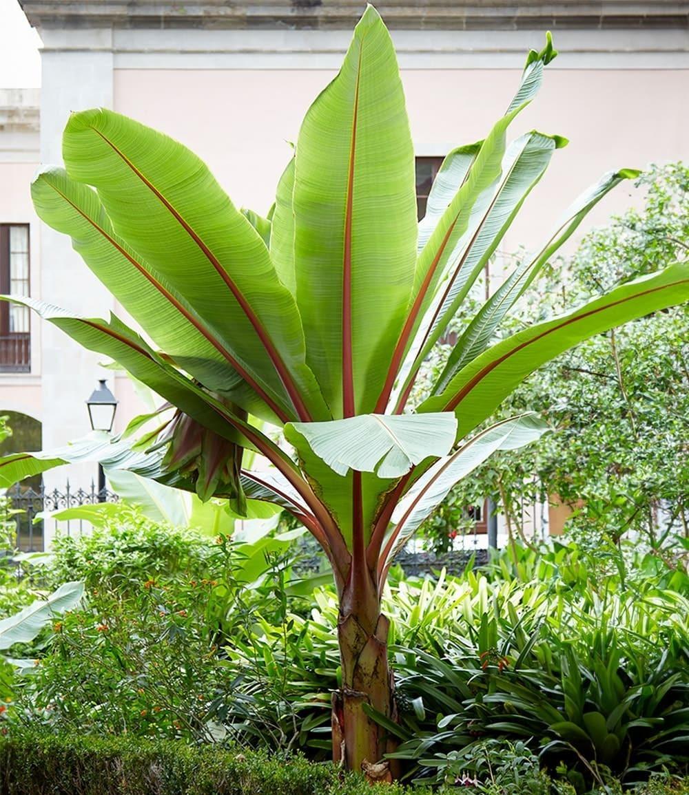 Baldur-Garten BALDUR Garten 2x Winterharte Bananen Pflanze 'rot', Pflanzen im 12 cm-Topf, Musa Basjoo Red Bananenpflanze, Bananenbaum, mehrjährige und winterharte Staude, Bananen-Früchte essbar