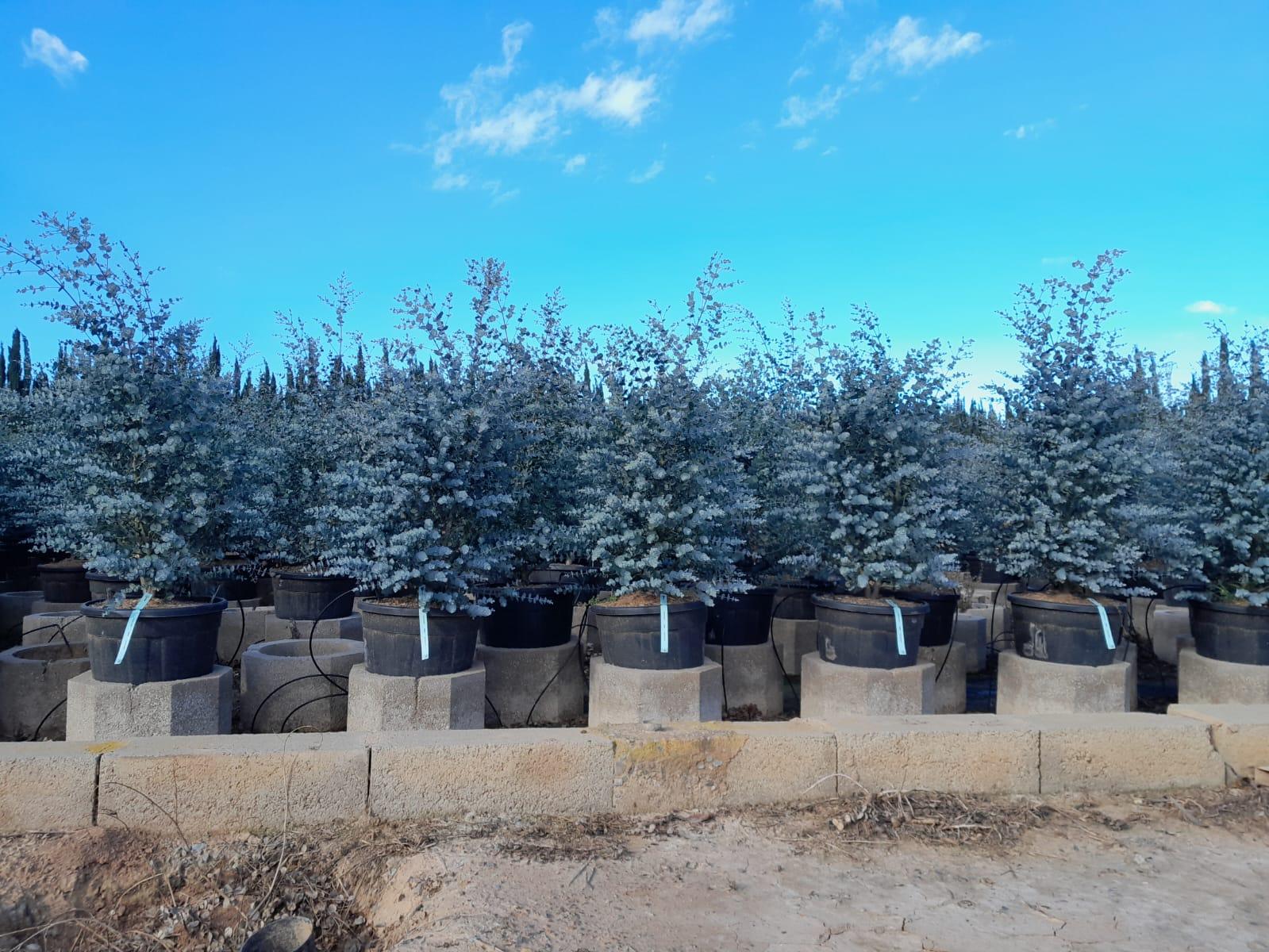 Sunny Tree - Eukalyptus gunnii 'Azura' 140 cm - Winterhart -