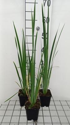 GRDplanten 6 x Iris sib. 'Perry's Blue' - Schwertlilie - Topf 9 x 9 cm