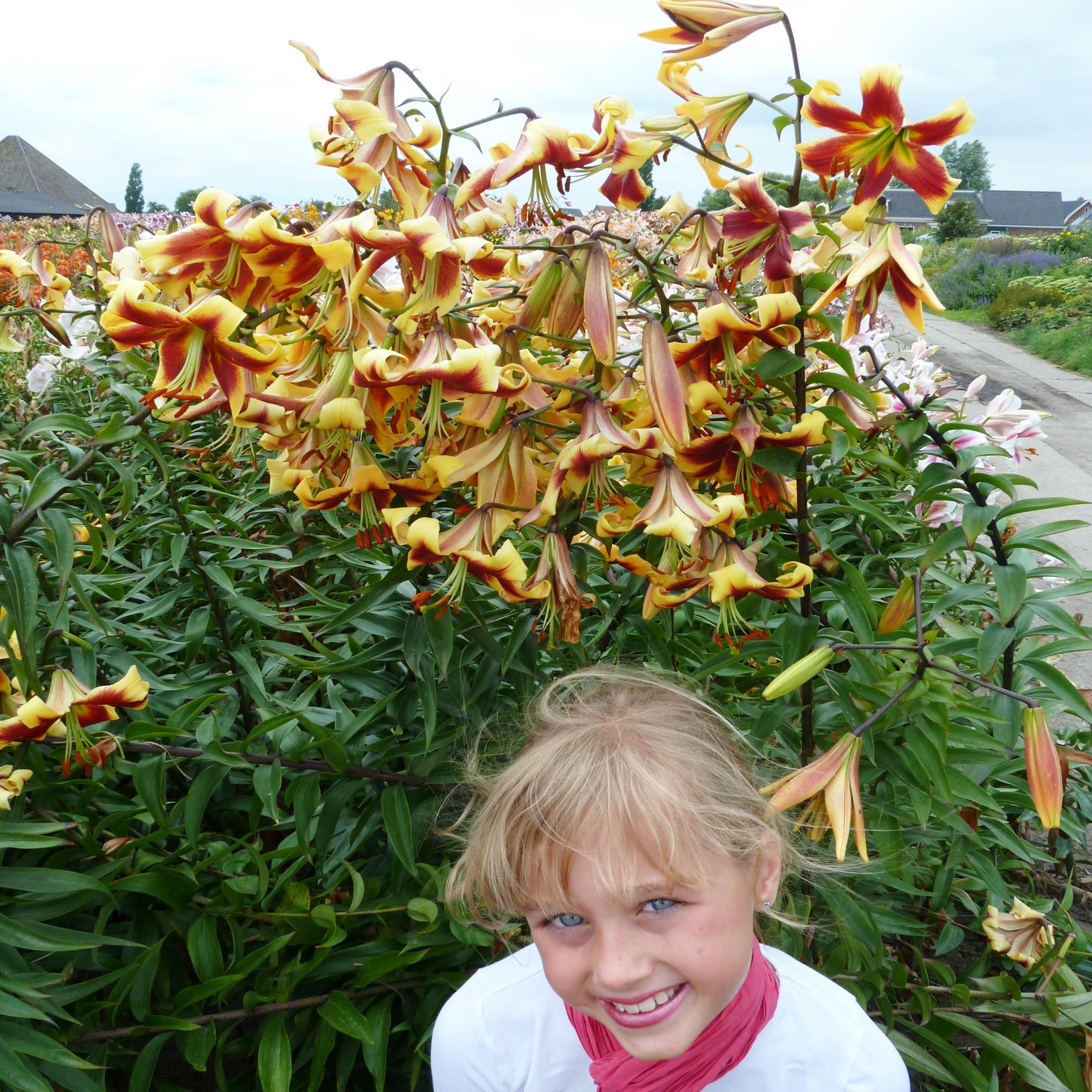 Benex Lilien Blumenzwiebeln Zwiebeln Blumen Baumlilie Mr Job 1 St.