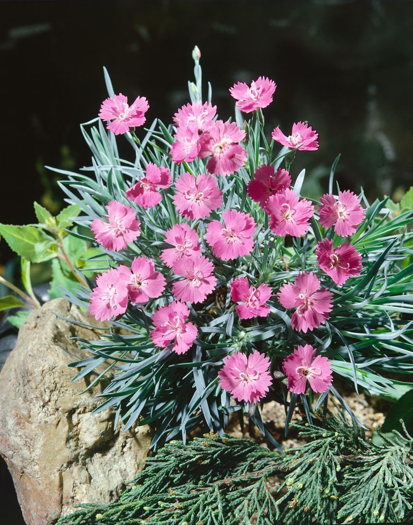 Pflanzen-für-dich.de Dianthus gratianop. 'Eydangeri', Pfingstnelke, rosa, ca. 9x9 cm Topf SANA001244