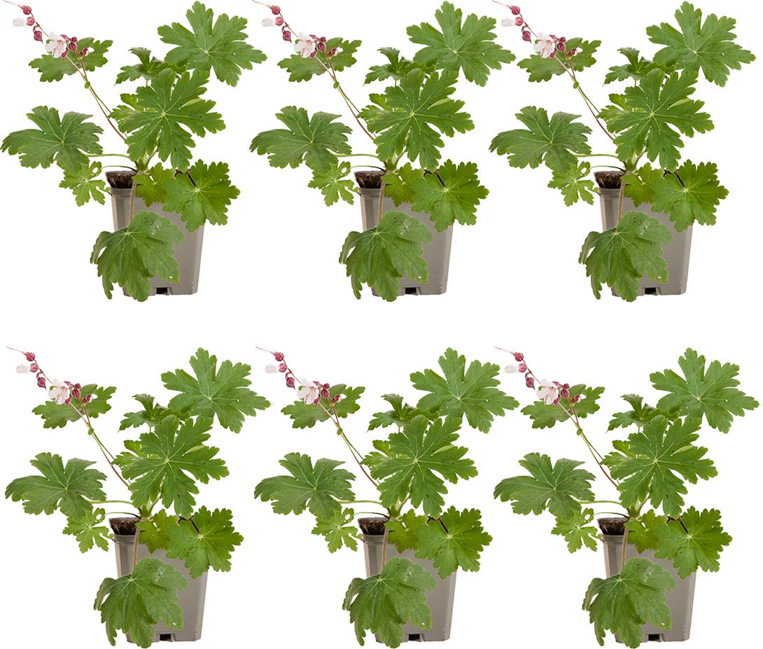 Herbie 6x Geranium macr. Spessart P9 H20 BL-5795
