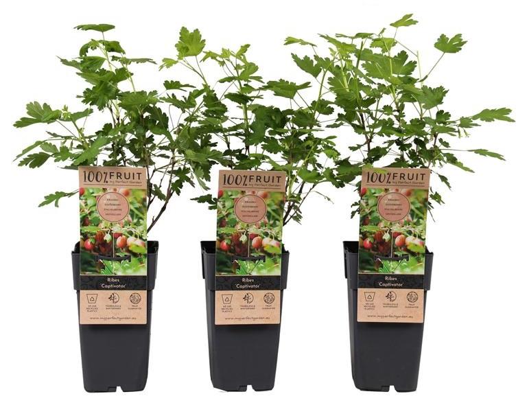 Blumen-Senf Stachellose Stachelbeere Captivator 60cm – Süße rote Beeren | Ribes uva-crispa kaufen