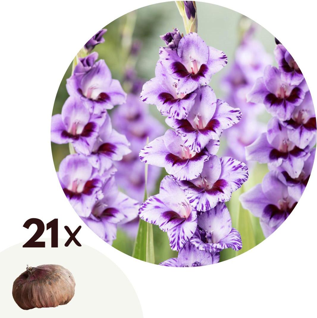 Plant in a Box Gladiolen - 21 Stk - Gladiolus 'Passos' - Blumenzwiebeln - Lila 1903221