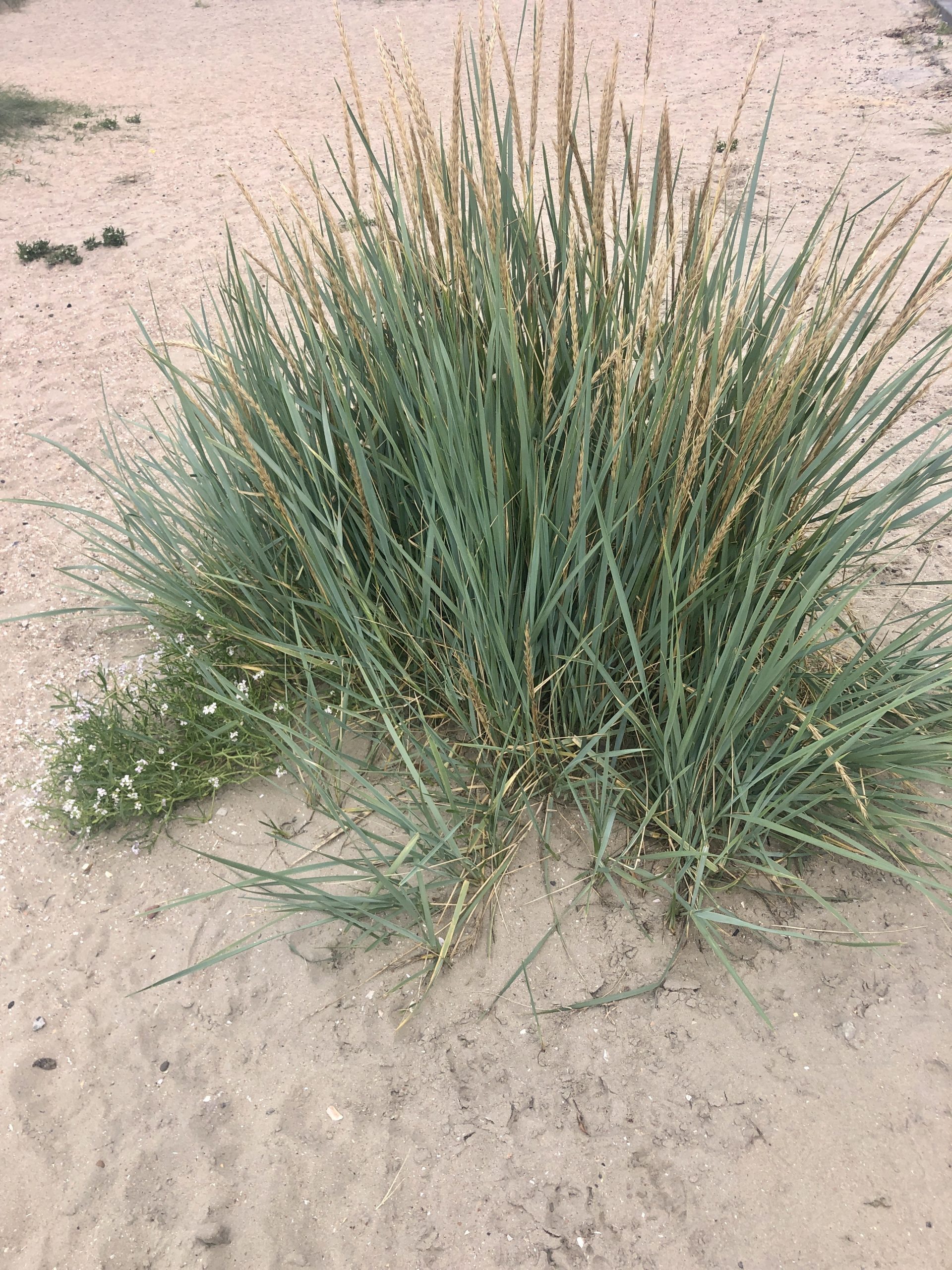 Brandless 6 x Leymus arenarius - Strandhafer im Topf 9 x 9 cm