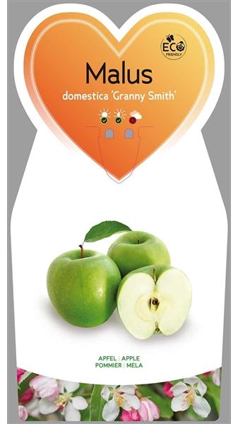 Blumen-Senf Malus dom. 'Granny Smith' 170-200 cm Stamm 80-100 cm- Winterapfel 'Granny Smith' - Apfelbaum