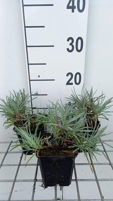GRDplanten 6 x Dianthus (p) 'Ine' - Nelke - Topf 9 x 9 cm