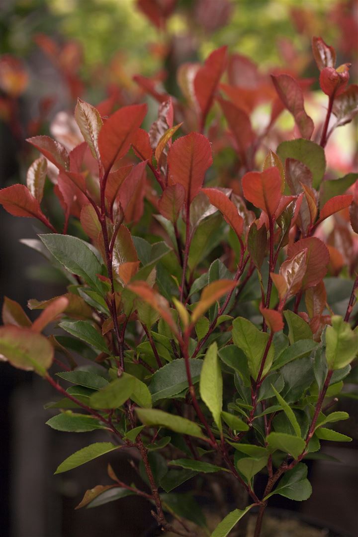 Pflanzen-für-dich.de Photinia fraseri 'Little Red Robin', Glanzmispel, rot, 20–30 cm