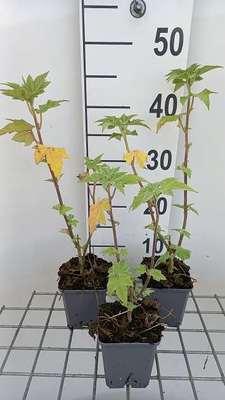 GRDplanten 6 x Lavatera hybr. 'Lilac Lady' - Buschmalve - Topf 9 x 9 cm