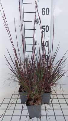 GRDplanten 6 x Schizachyrium scop. 'Blue Heaven'® - Schizachyrium - Topf 9 x 9 cm