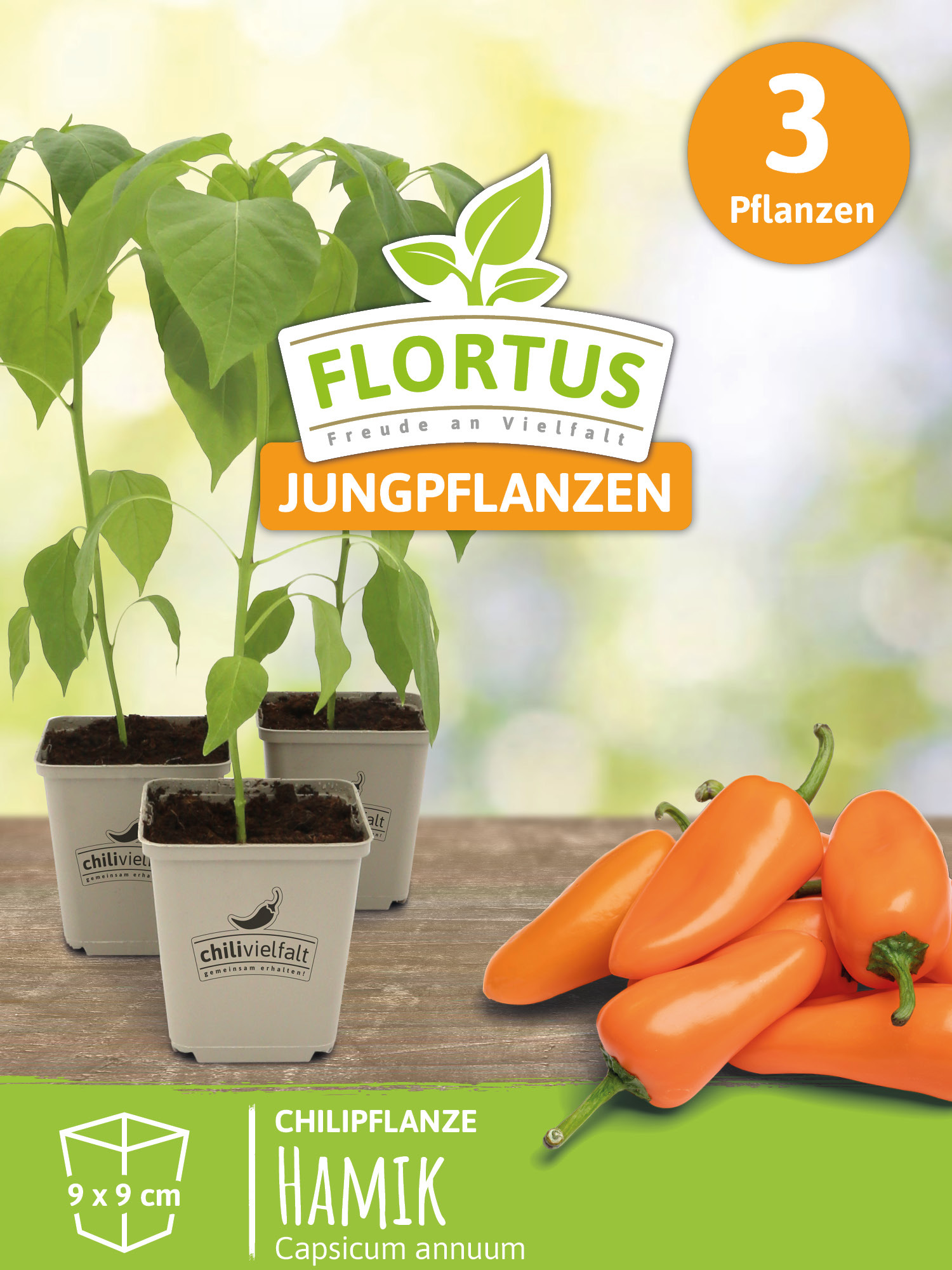 FLORTUS Freude an Vielfalt Paprikapflanze Hamik | Paprikapflanzen von FLORTUS, Menge:3 Pflanzen 8000-40050-3x