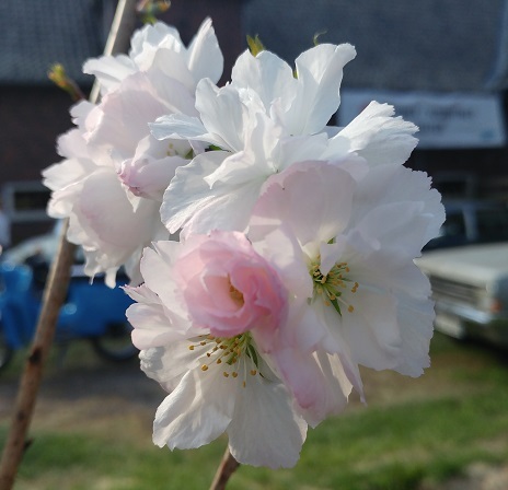 Artländer Pflanzenhof Säulenzierkirsche `Amanogawa´ - 100-120cm im 5 Liter Topf