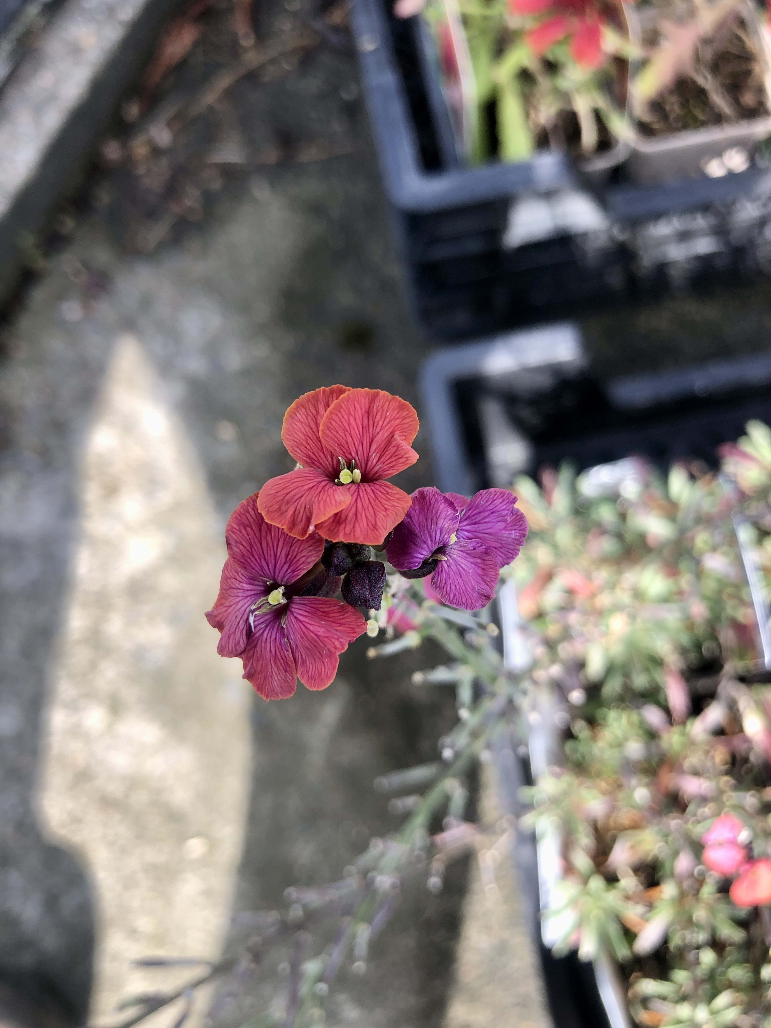 GRDplanten 6 x Erysimum hybr. 'Constant cheer' – Goldlack - Topf 9x9 cm