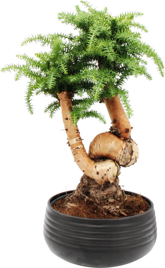 Exotenherz Zimmerbonsai Araucaria cunninghamii Zimmertanne Neuguinea-Araukarie ca. 65cm hoch 26cm Schale Schwarz Keramik 1279026112024-03