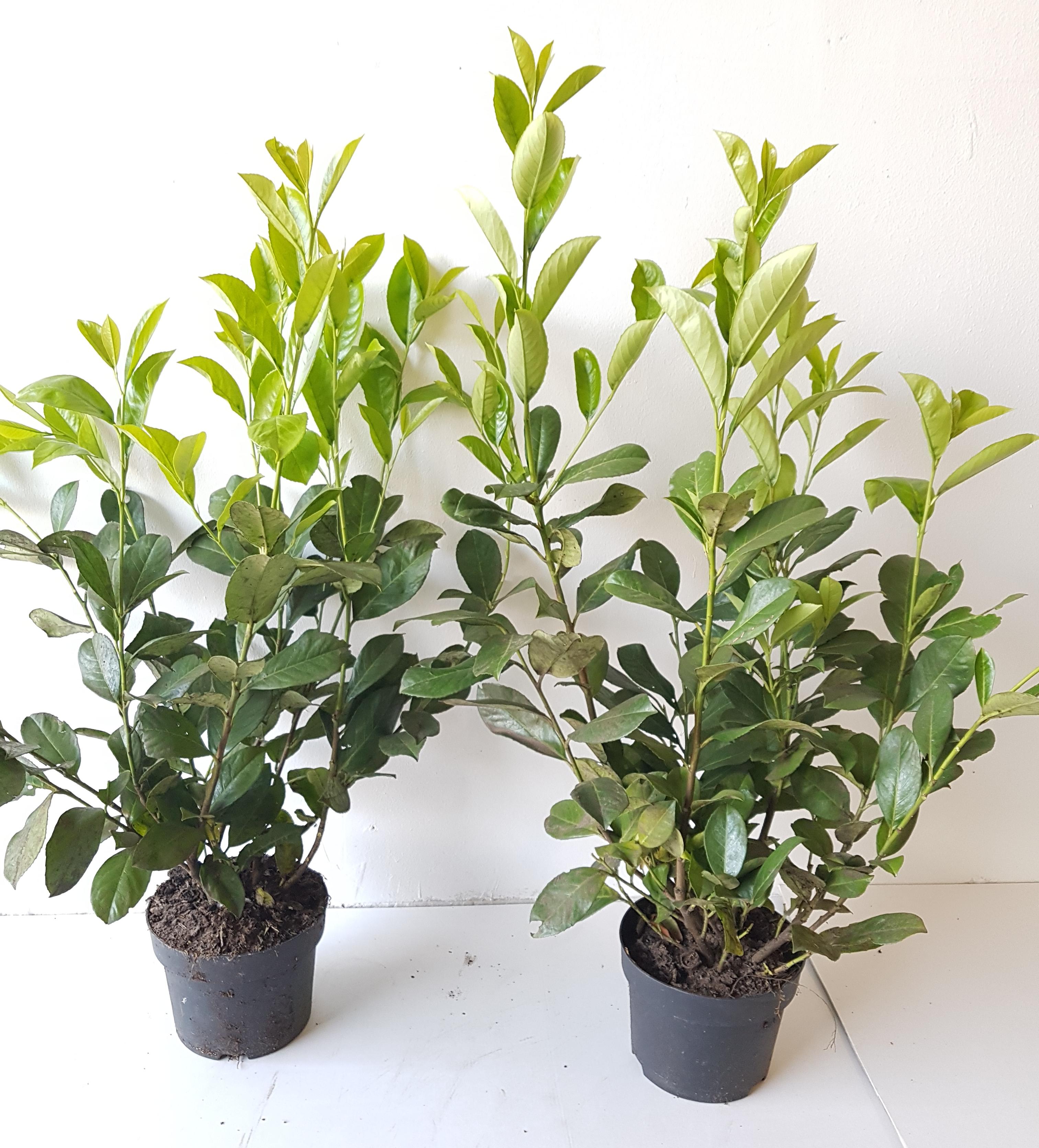 10 Kirschlorbeer- Pflanzen, Prunus laurocerasus Novita,