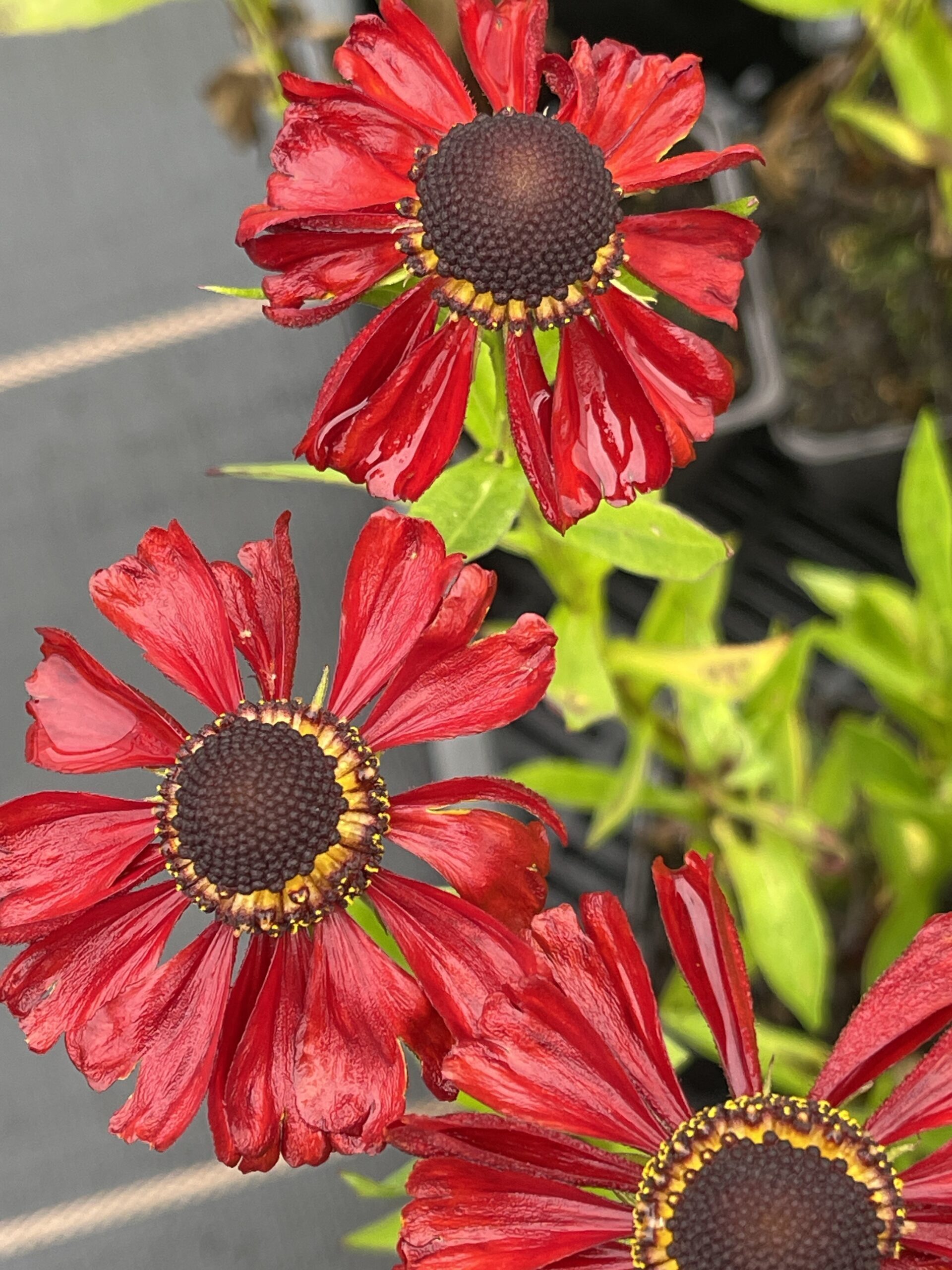 Brandless 6 x Helenium hybr. 'Kupferzwerg' - Sonnenbraut - Topf 9 x 9 cm