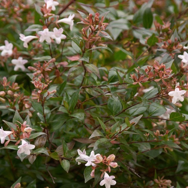 Arborix, grüner und billiger 2 x Abelie grandiflora - Abelia grandiflora 'Confetti' | 25-30 cm in Container ABGCONFE-2