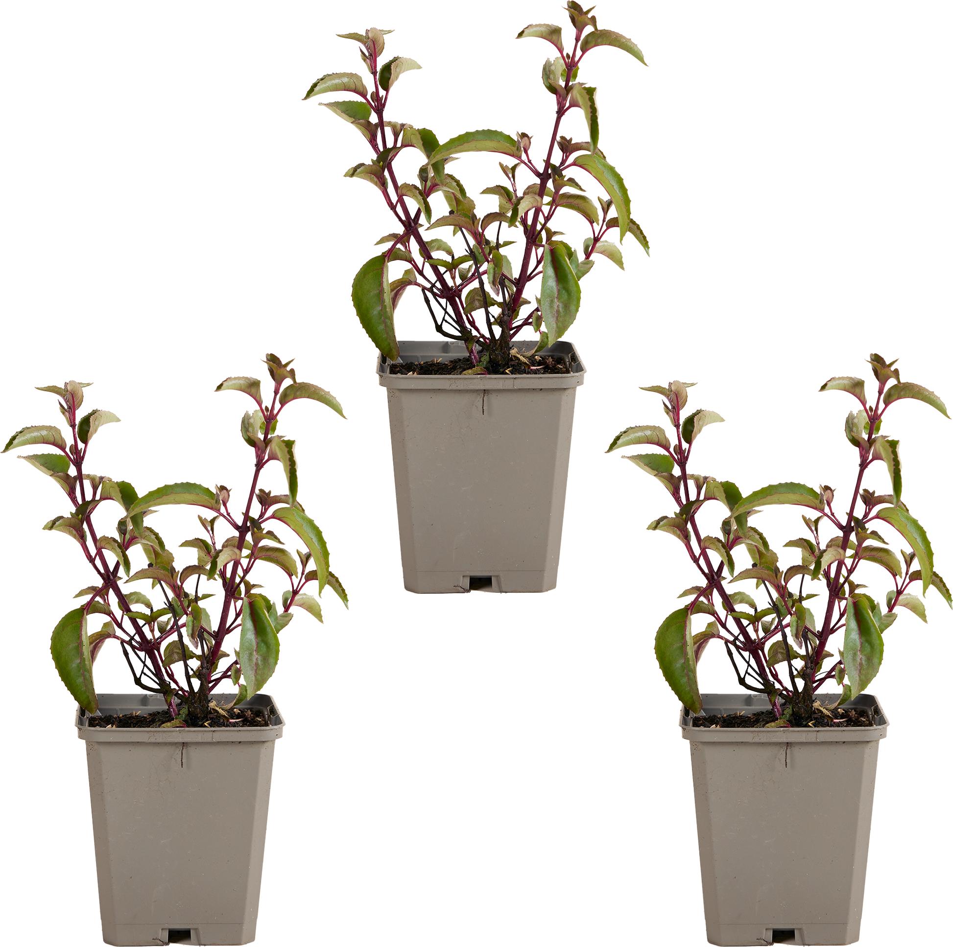 Herbie Bloomique - 3er Set - Fuchsie Madame Cornelissen - Glockenpflanze - Gartenpflanzen - Winterhart - Höhe 10-20cm - Topf 9x9cm
