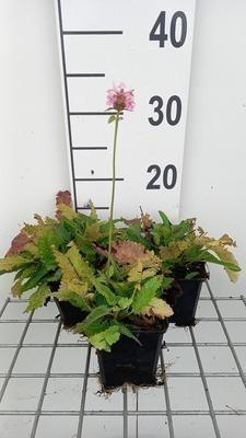 GRDplanten 6 x Stachys monieri 'Rosea' - Ziest - Topf 9 x 9 cm