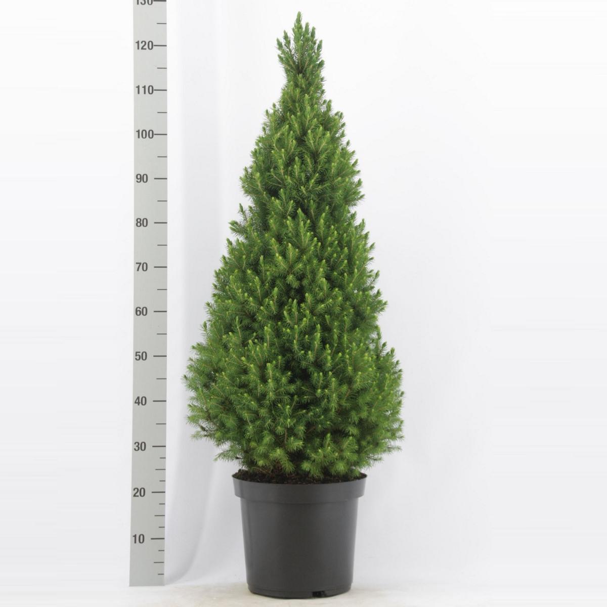 Blumen-Senf Picea glauca Conica ca. 50 cm Zuckerhutfichte Fichte