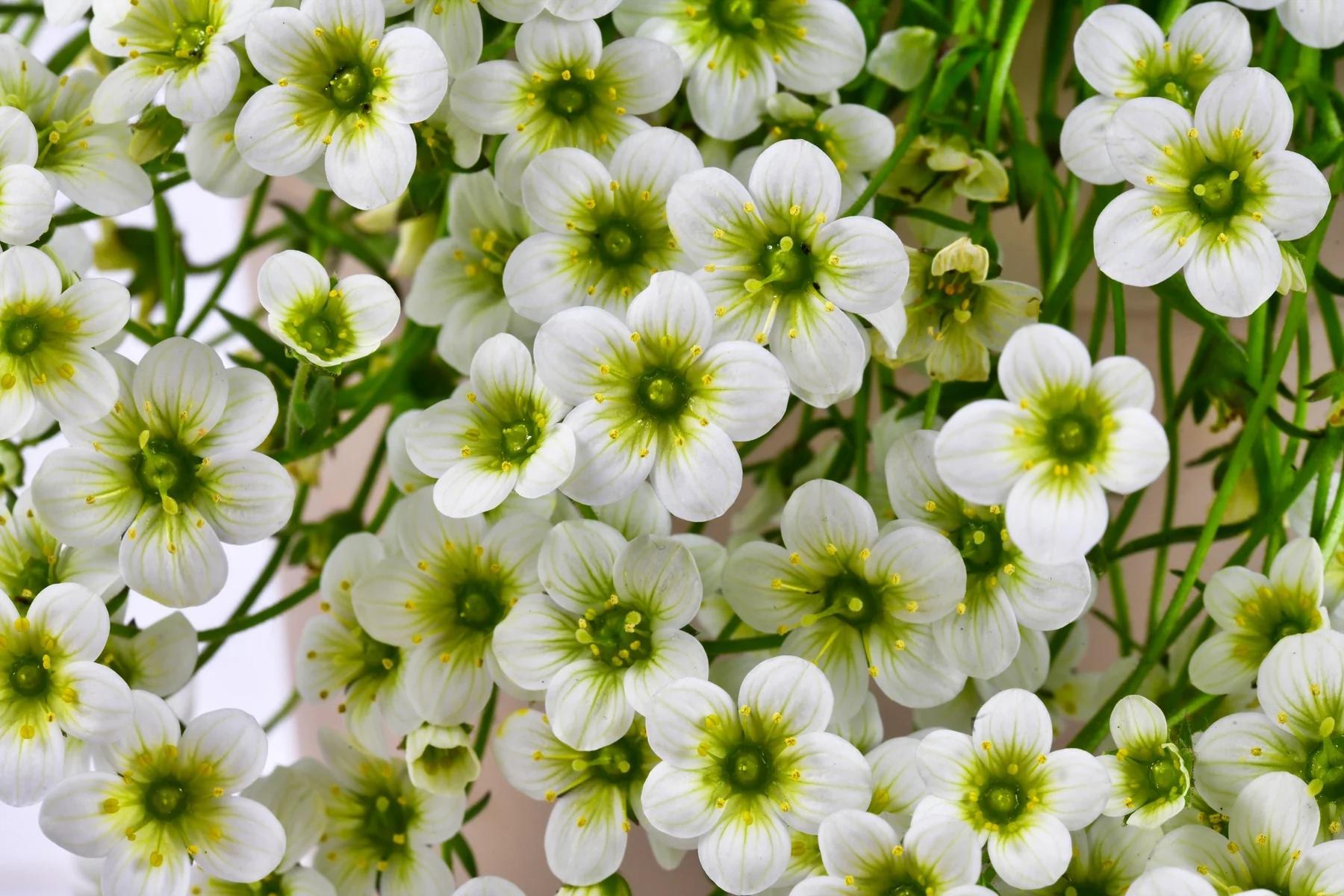 Stauden Gänge 1 x Saxifraga x arendsii 'Ice Colours Pearl White' - Weißer Moos-Steinbrech - Eleganter Polster-Steinbrech mit reinweißer Frühlingsblüte