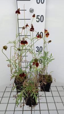 GRDplanten 6 x Ratibida columnifera var. pulcherrima - Ratibida - Topf 9 x 9 cm