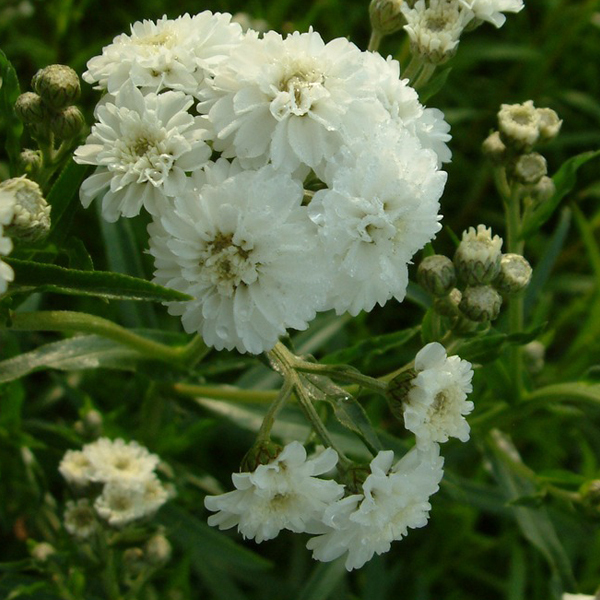 Arborix, grüner und billiger 6 x Bertrams Garbe - Achillea ptarmica 'The Pearl' | Topf 9cm x 9cm ACPPEARL-113