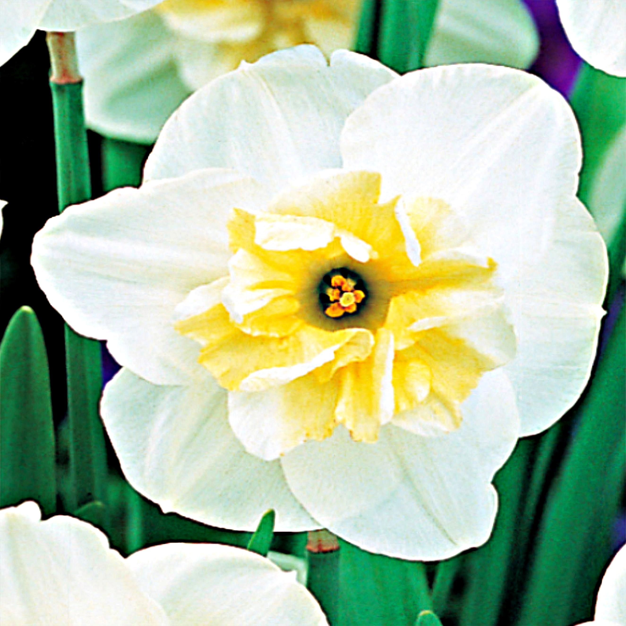 Benex Narzissen Zwiebeln Blumen Narzisse mit gespaltenem Cup Papilon Blanc 5 St.