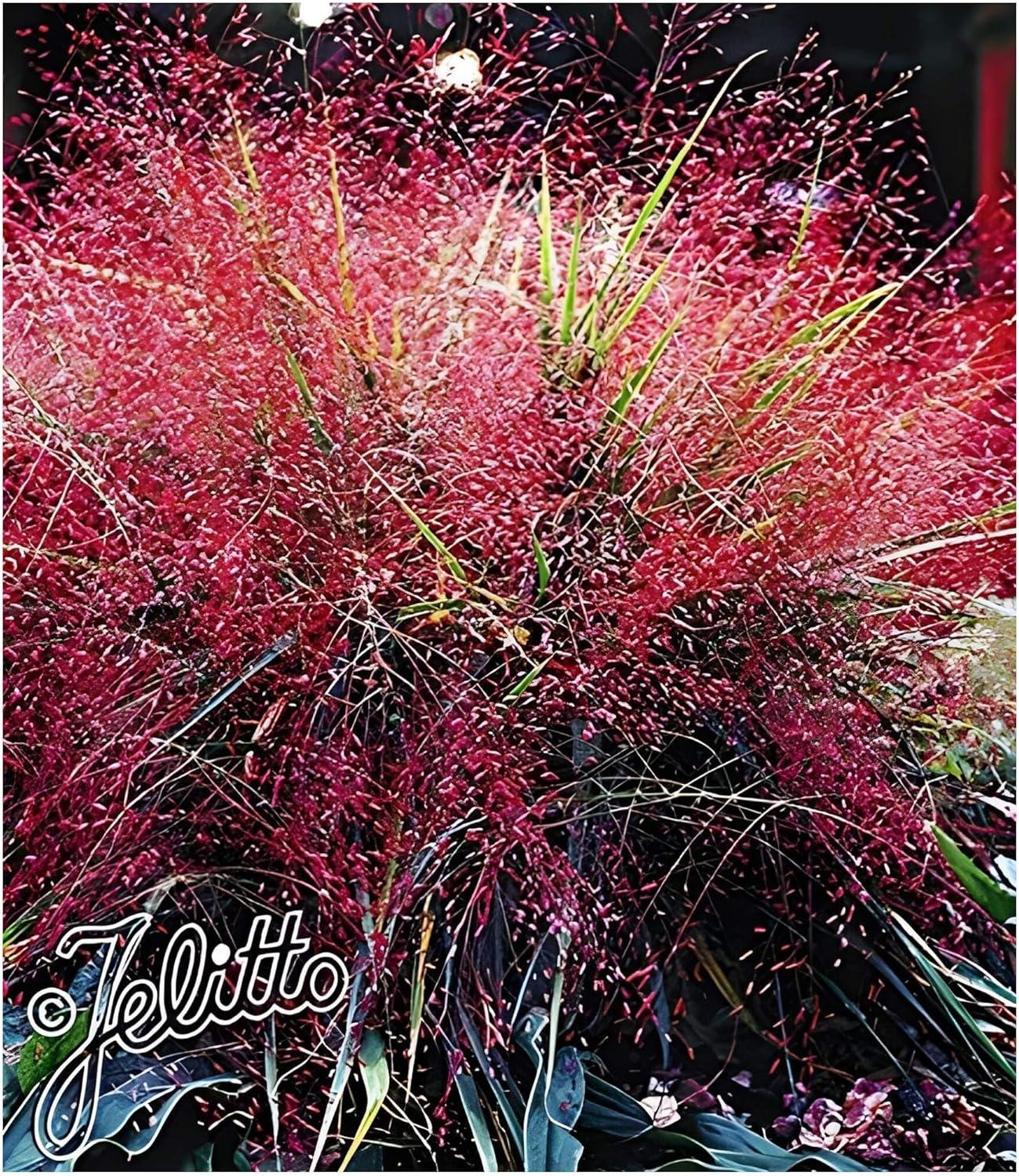 Stauden Gänge 1 x Eragrostis spectabilis im 1 Liter Topf - Rotes Purpur Liebesgras - Purpurfarbener Zauber für den Spätsommer