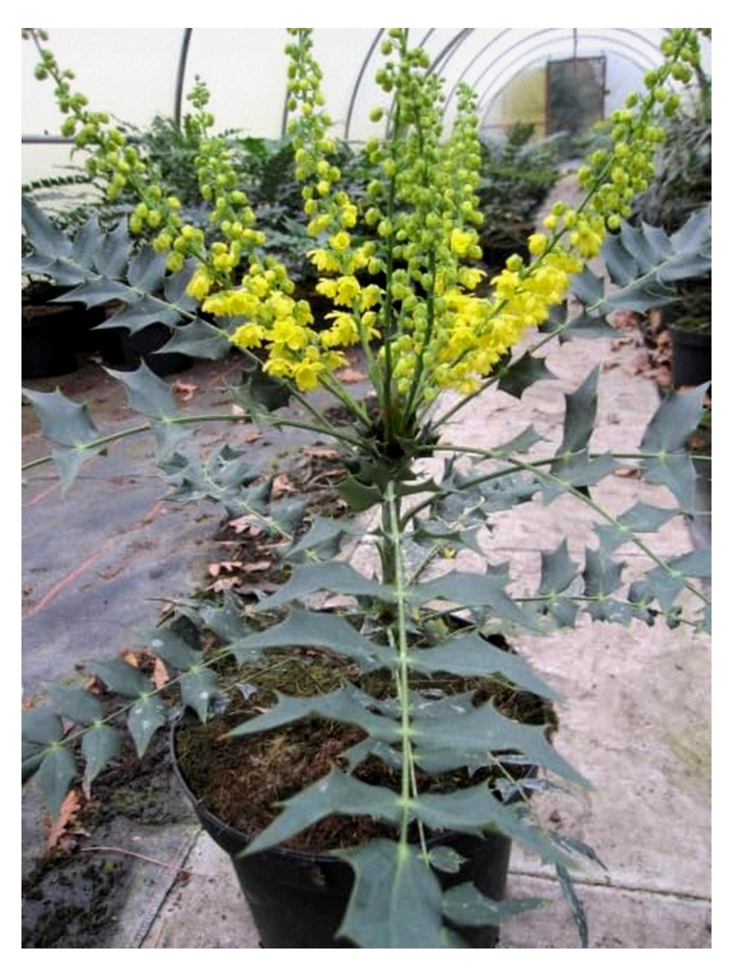 Markenlos Lomariablättrige Mahonie - Mahonia lomariifolia - 30-40 cm