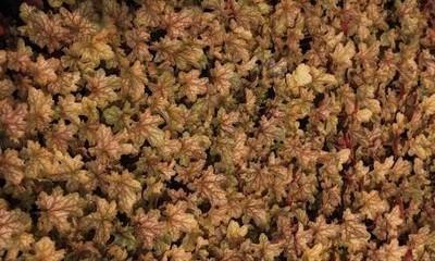 GRDplanten 6 x Heuchera hybr. 'Ginger Ale' - Purpurglöckchen - Topf 9 x 9 cm