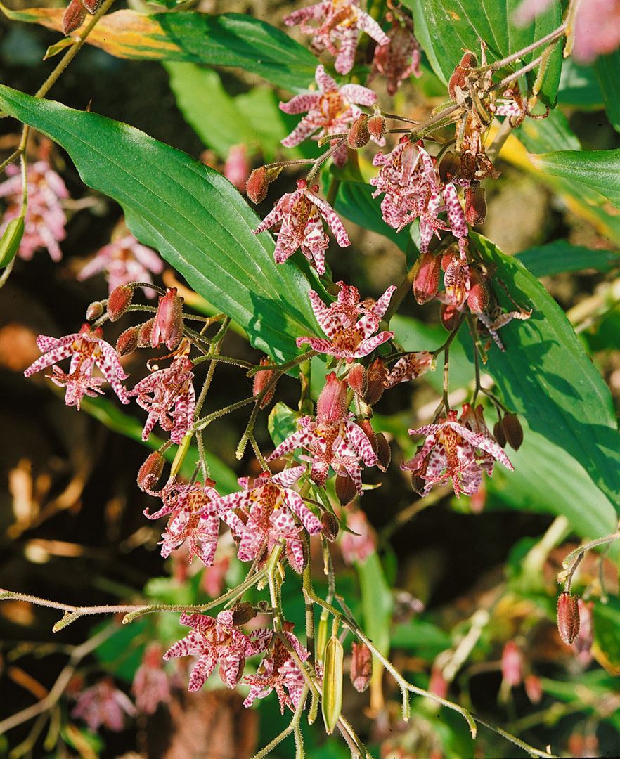 Pflanzen-für-dich.de Tricyrtis hirta 'Miyazaki', Krötenlilie, exotisch, ca. 9x9 cm Topf