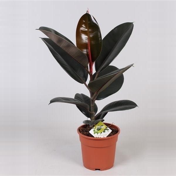 Blumen-Senf Gummibaum Ficus elastica Abidjan 40-50 cm Zimmerpflanze