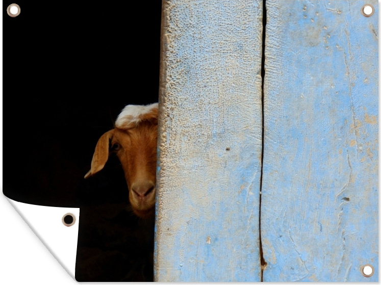 MuchoWow® 80x60 cm Outdoor-Poster Gartendeko Sichtschutz Garten Poster für den Garten Abscheuliche Ziege auf schwarzem Hintergrund 133|38231164